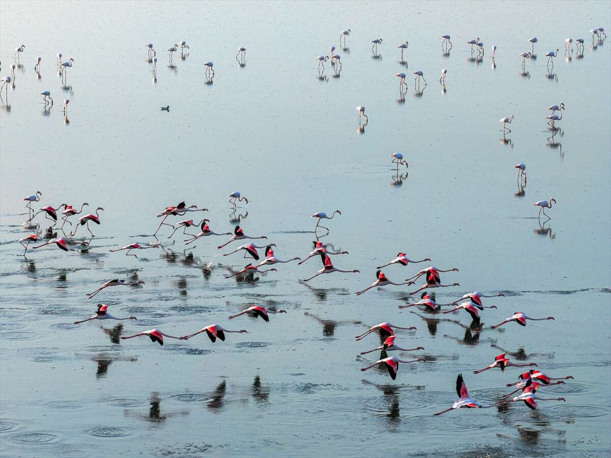 Konya’da kuruyan göl yeniden canlandı, flamingolar geri döndü 9